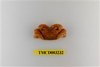 藏品(褶痕擬相手蟹)的圖片